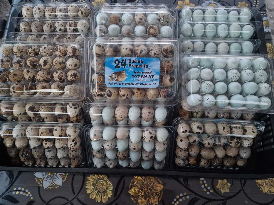 Ouă de prepeliță pentru consum sau incubat.