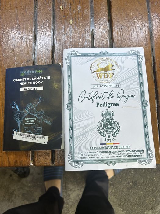 Vând jagdterrier femellă 2 ani