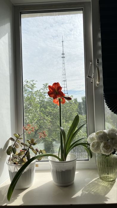 Продам Гиппеаструм