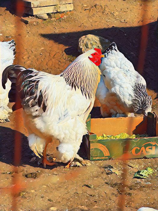 Oferta Oua incubat gaini brahma herminat deschis