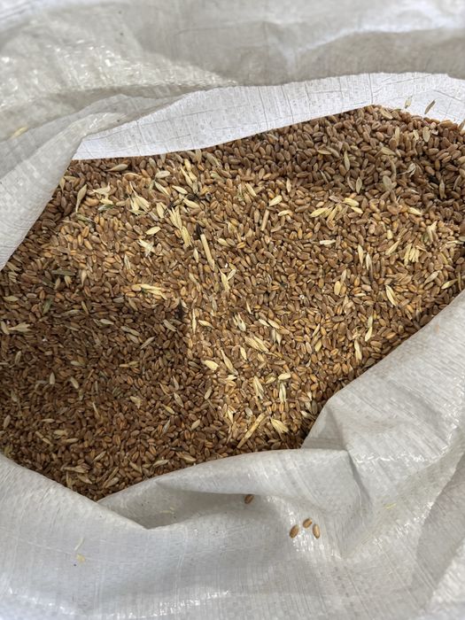 Продам сечку пшеницы, зерносмесь, отруби