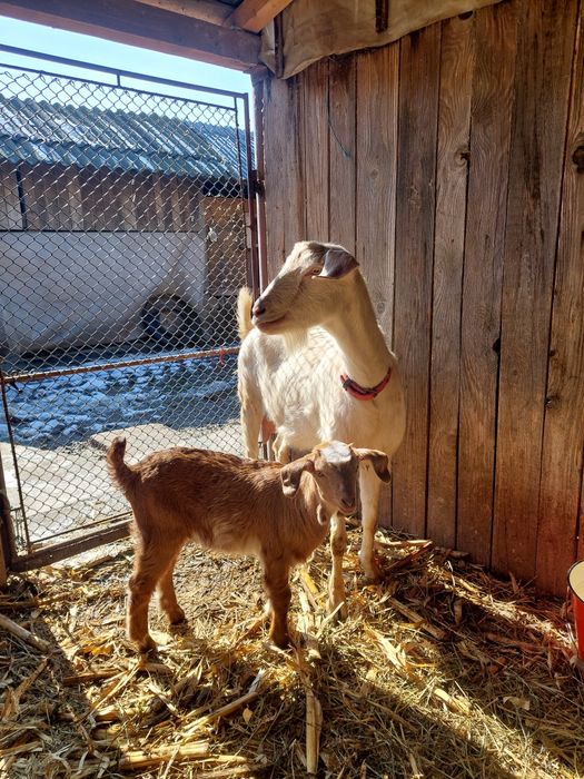 Vând capre   de lapte