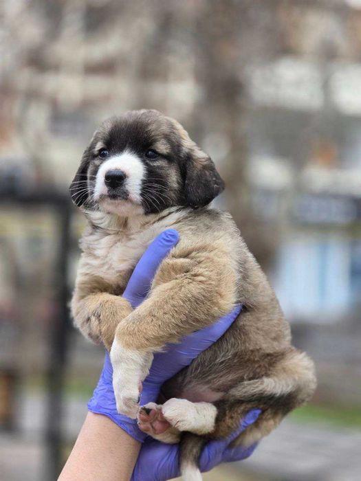 Щенок, девочка, 2 месяца