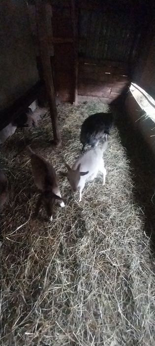 Продам козлят срочно