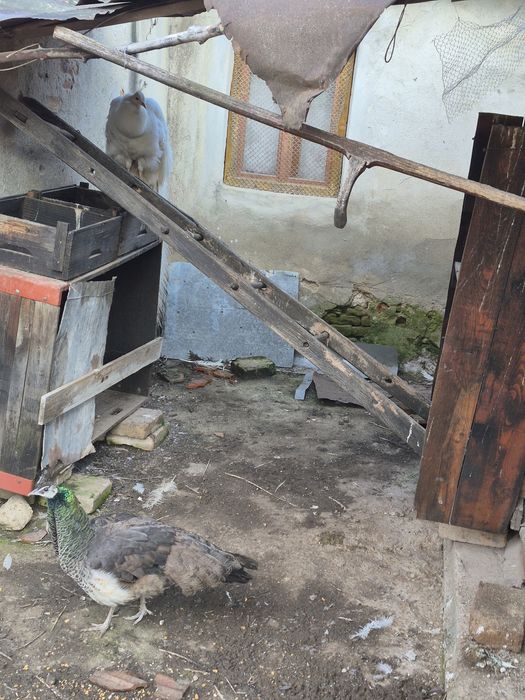 Vand mai multe specii de păsări