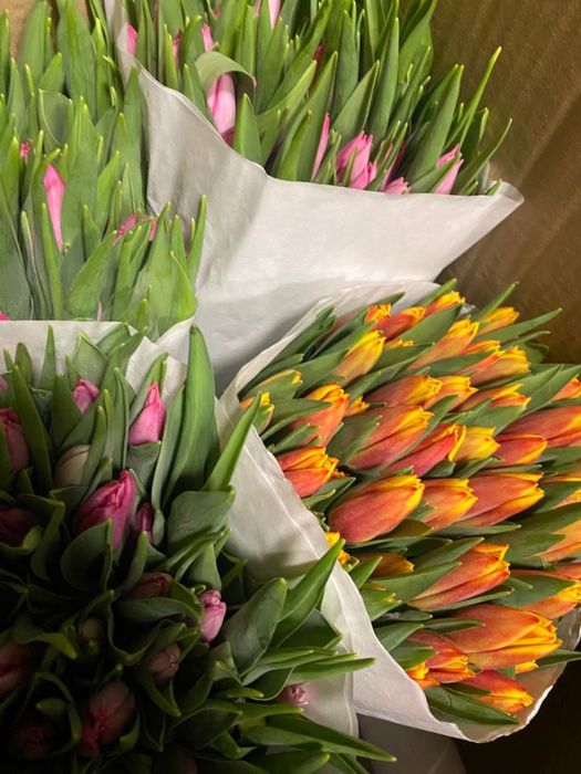 Тюльпаны ОПТОМ и в розницу