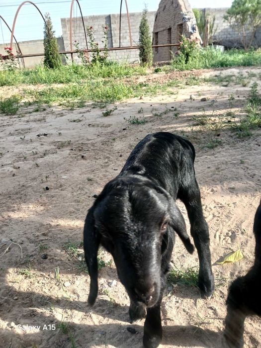 Quzichoqlar sotiladi