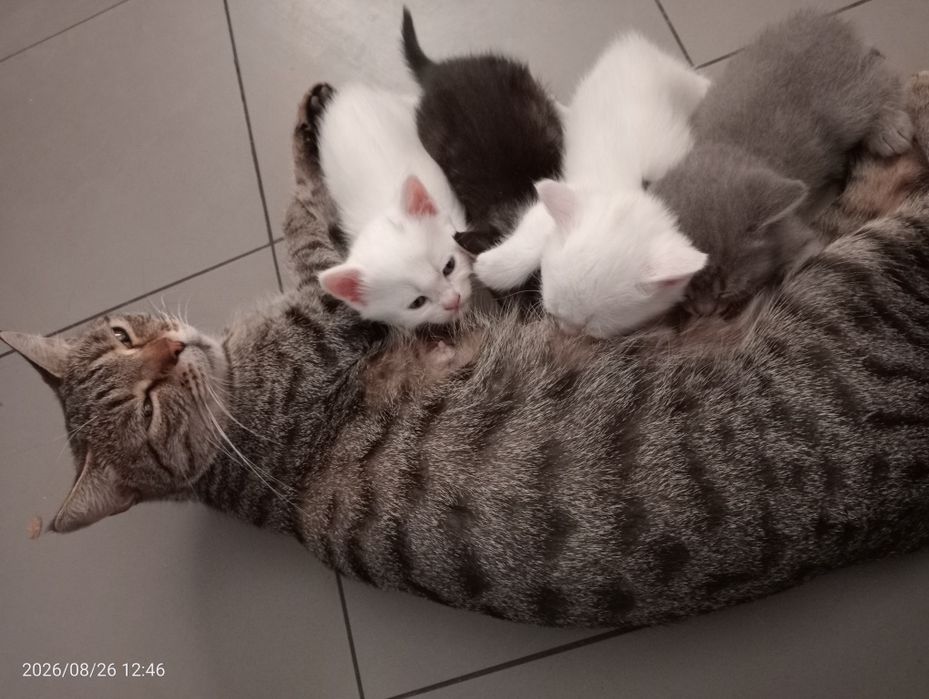Котята . Бесплатно