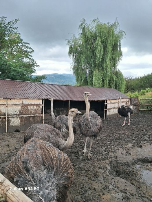 Familie de struți ouatoare de vanzare