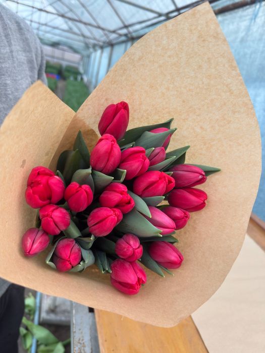 Lola / Голландские тюльпаны