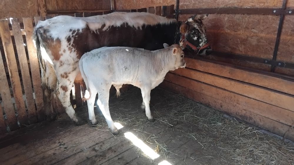 Vând vaca cu vitel tauras