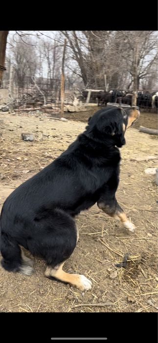 Ит сатылады 2жасар