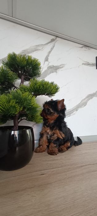 Йоркширски териер