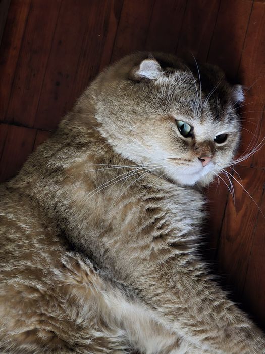 Кот на вязку  Золотистый шиншилла