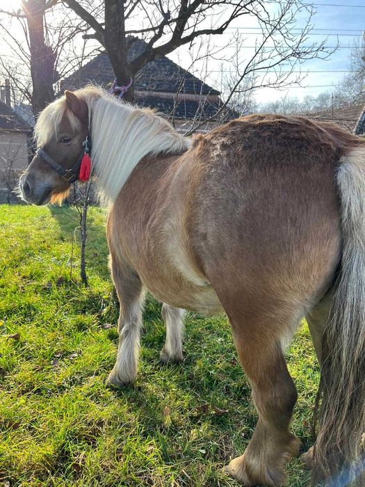 Vând poneiță      .