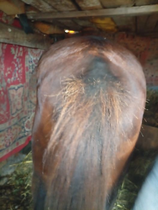 Vand un cal castrat foarte cuminte bun de  ham