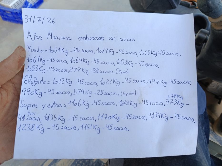 Sămânță de Usturoi pentru plantare R1– calitatea întâi”.