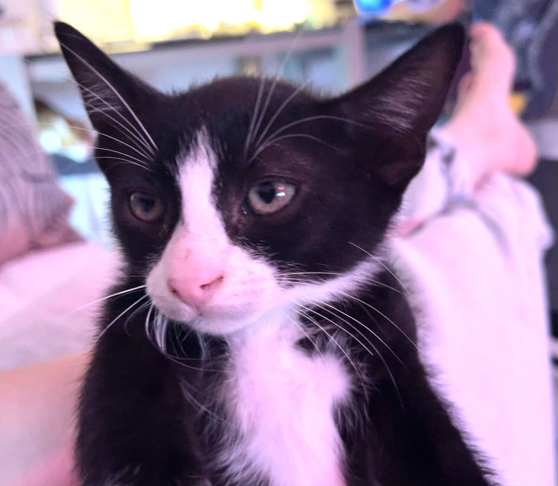 Spre adoptie motanel