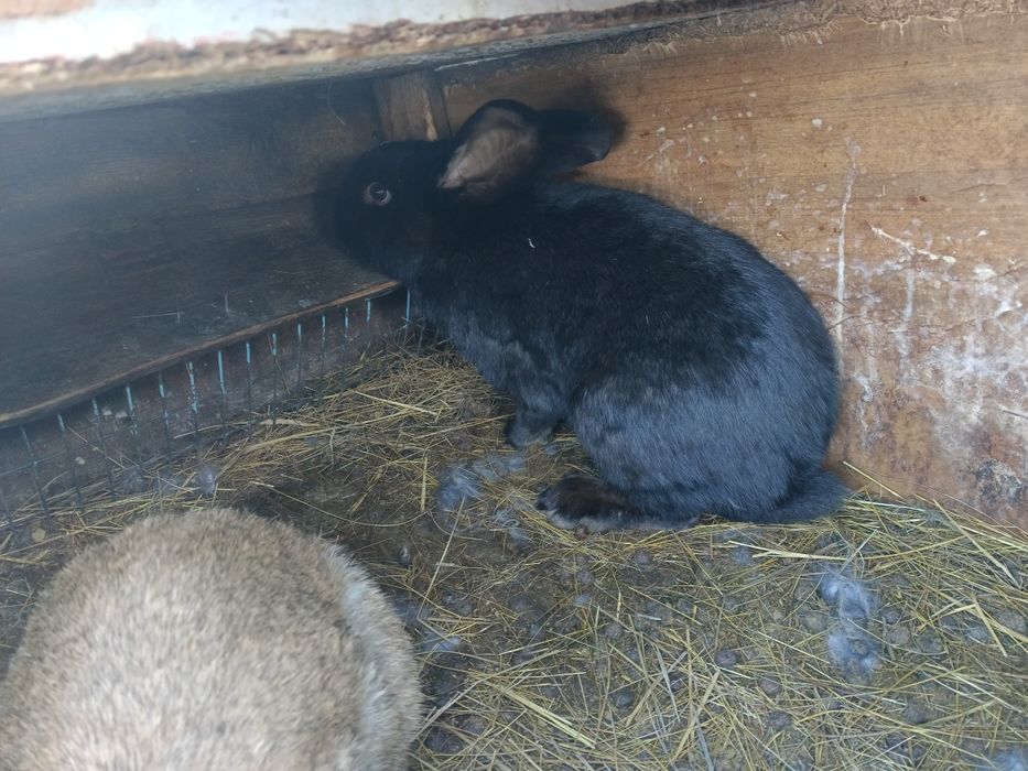 Қоян, кролик обмен