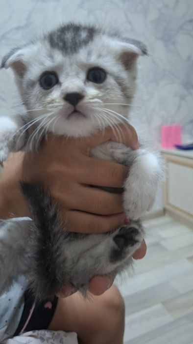 Продается котята шиншиллы