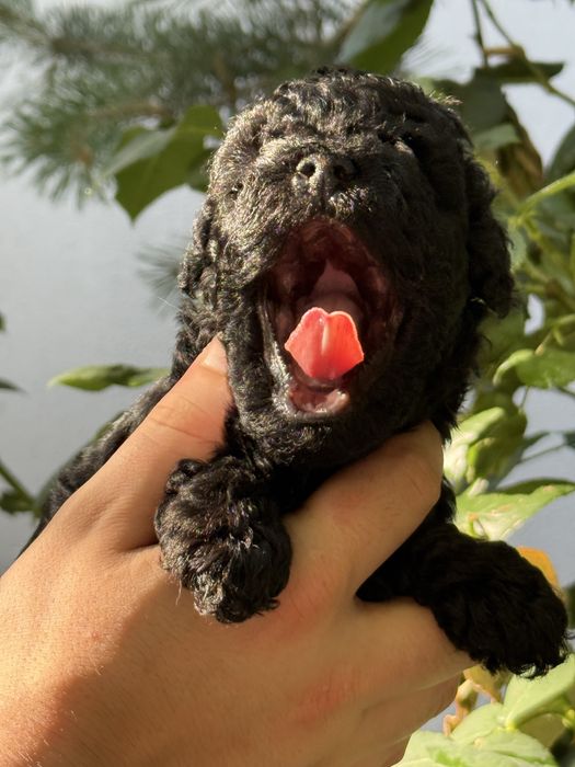 Toy poodle/Чистокръвни той пуделчета (черни и ред/априкот)