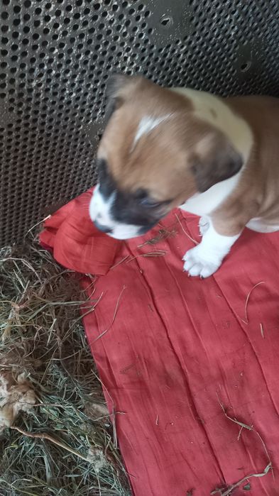 Щенки питбуль 1 месяц