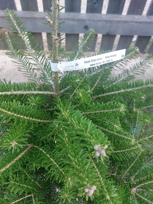 Brad corean Abies koreana cu balot de sol-calibru 60-80cm