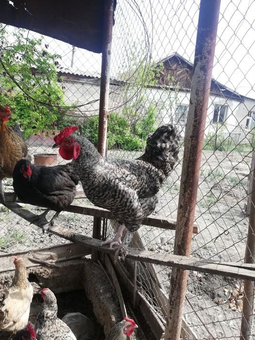 Петухи молодые, домашние