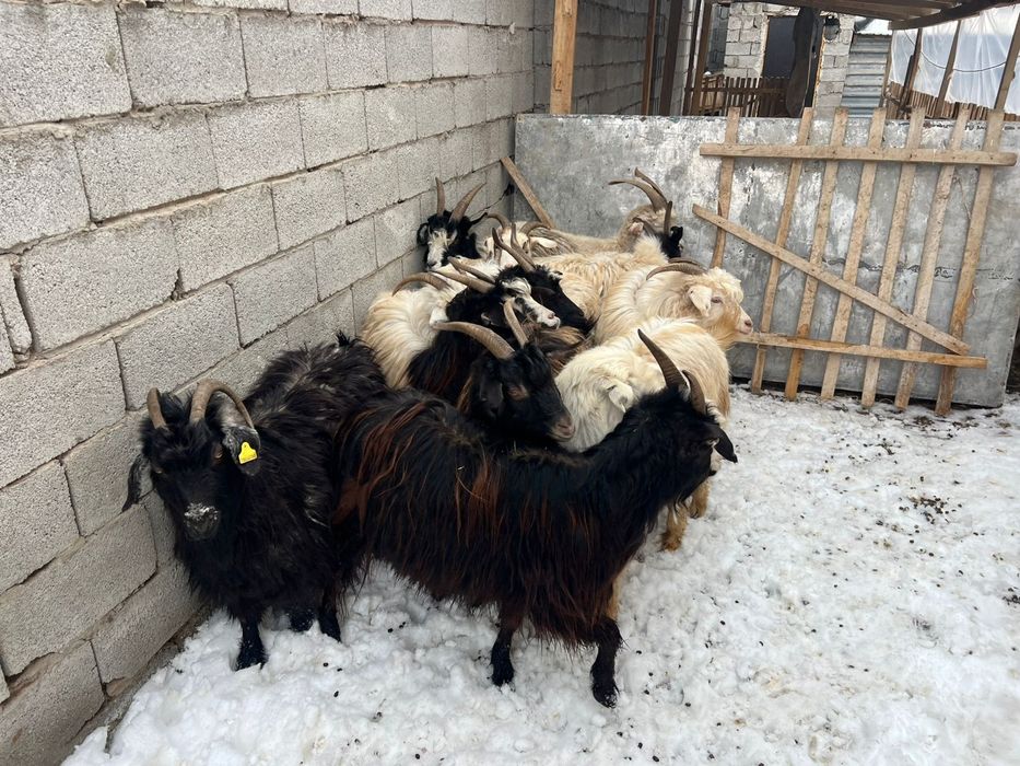 Семиз ешкилер ..