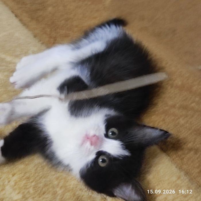 Котята счастье в доме