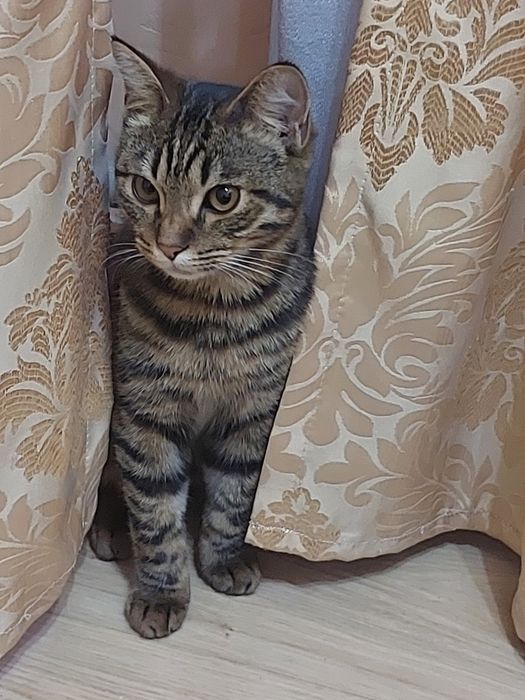 Бесплатно Котик ищет дом