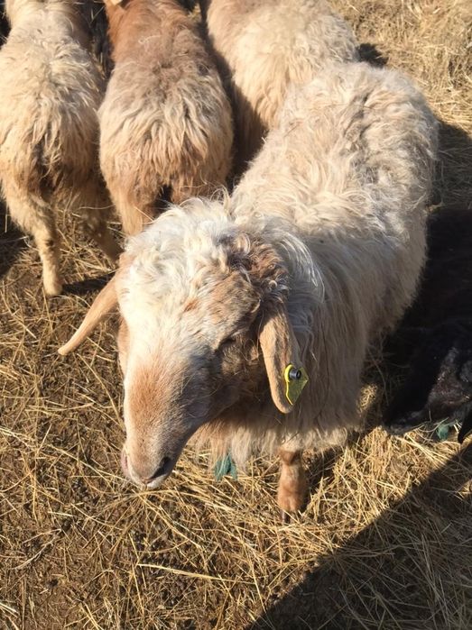 Овцы козы бараны