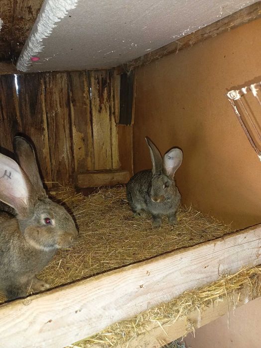 Tineret uriaș german disponibil