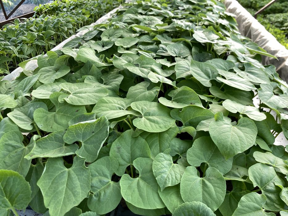 Răsaduri de Legume Profesionale – Soiuri Românești și Hibrizi Productivi