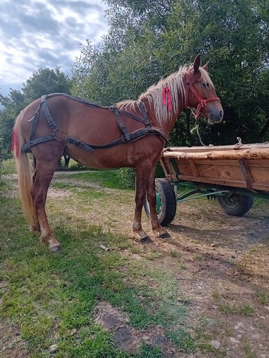 Vând manza 2 ani pusa o data la căruță