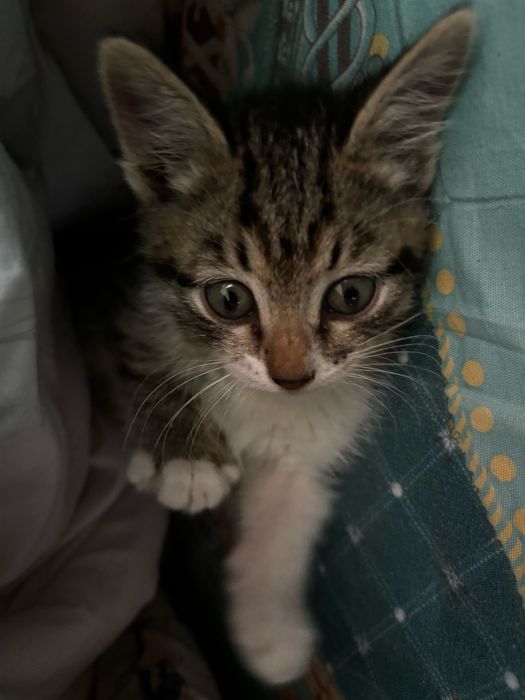 кот-мальчик бесплатно