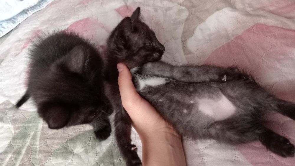 Котята сибирской кошки