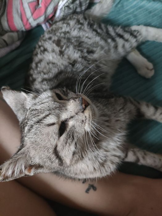 Молодой кот ищет дом