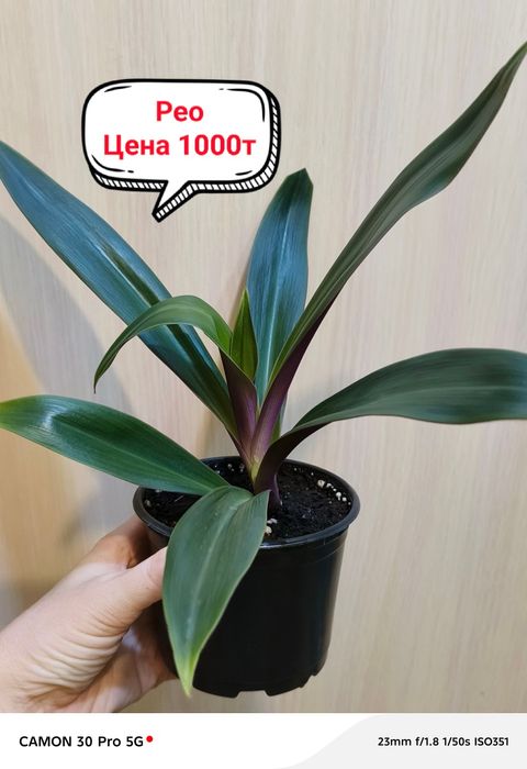 Продам комнатные цветы!