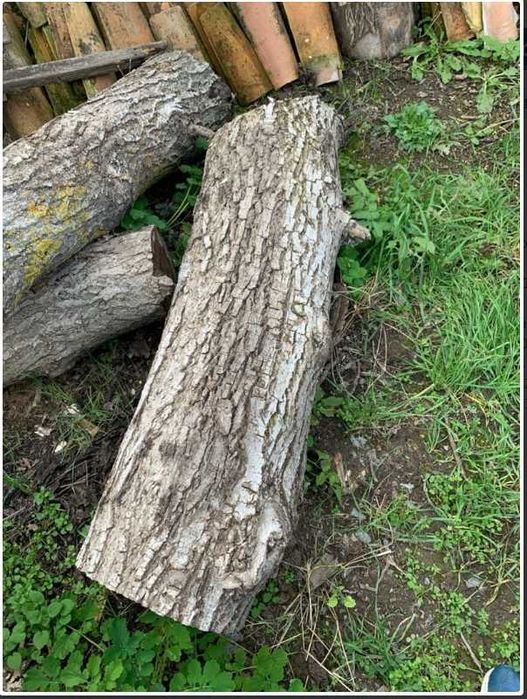 Орехови трупи, дървесина орехов материал