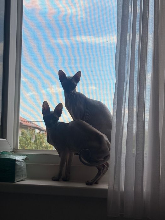 De vanzare doua pisici sphinx