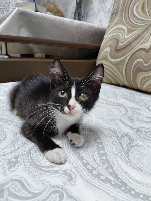 Отдам котенка девочку