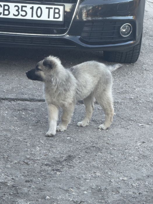 Подарява се едно кученце