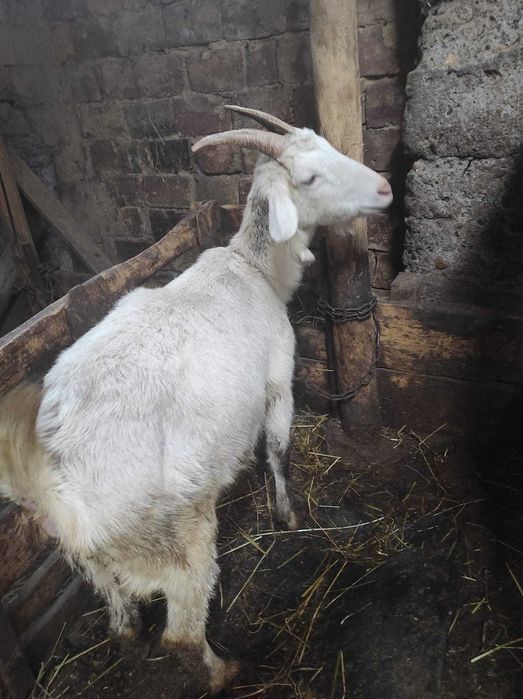 Срочно продам  козу, даёт в день   2 +4 литра  молока .