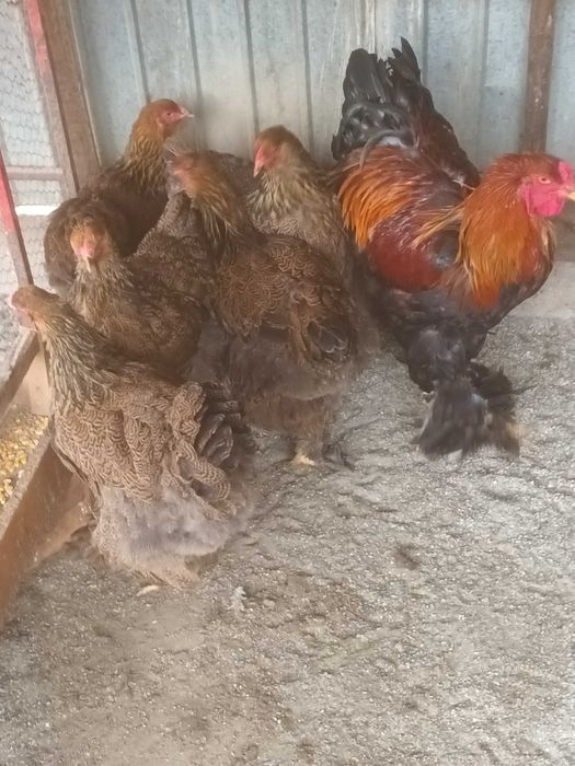 Brahma si cochinchina pui disponibili
