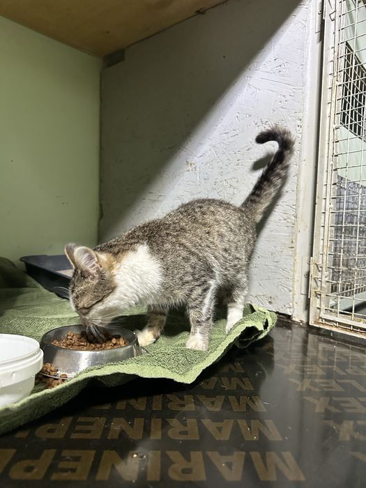 Котенок 3-4 месяца