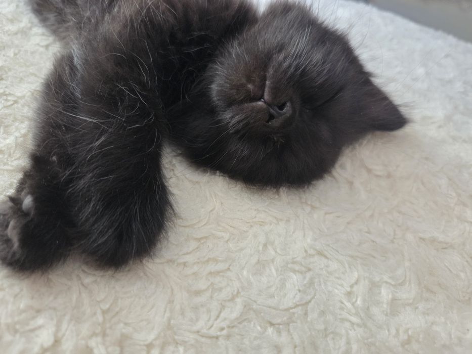 Отдаем котят бесплатно