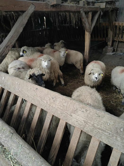 Oi frumoase de vanzare