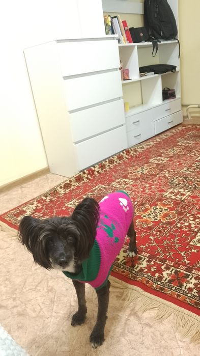 Передержка домашних любимцев