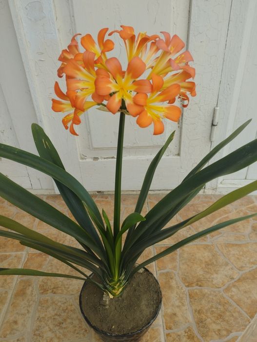 Продается кливия